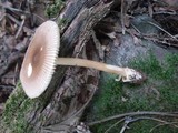 Amanita sect. Vaginatae image