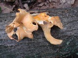 Cantharellus lateritius image