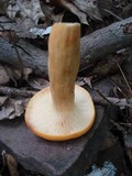 Lactarius volemus image
