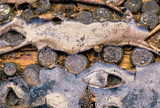 Biscogniauxia marginata image