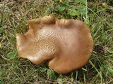 Lanmaoa pseudosensibilis image