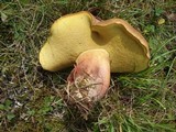 Lanmaoa pseudosensibilis image