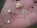 Marasmius delectans image