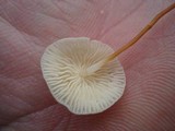 Marasmius delectans image