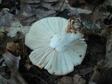 Russula flavisiccans image