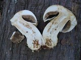 Agaricus amicosus image