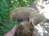Onnia tomentosa image