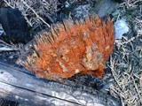 Echinodontium tinctorium image