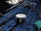 Neolentinus lepideus image