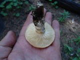 Neolentinus lepideus image