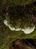 Oxyporus populinus image
