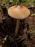 Amanita amerifulva image