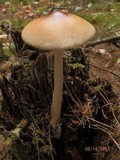 Amanita amerifulva image