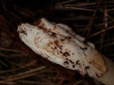 Amanita amerifulva image