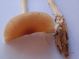 Amanita amerifulva image