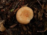 Lactarius thyinos image