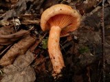 Lactarius thyinos image