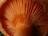 Lactarius thyinos image