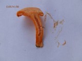 Lactarius thyinos image