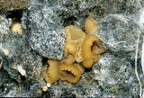 Peziza vesiculosa image
