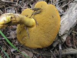 Suillus tomentosus image