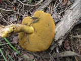 Suillus tomentosus image