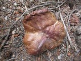 Boletus rubriceps image