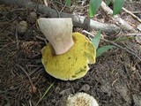 Boletus rubriceps image