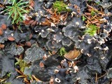 Peltigera horizontalis image