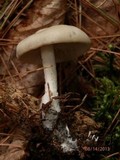 Entoloma abortivum image
