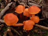 Hygrocybe miniata image