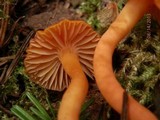 Hygrocybe miniata image