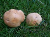 Stropharia coronilla image