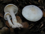 Hygrophorus eburneus image
