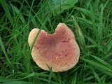 Boletus chrysenteron image