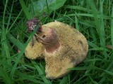 Boletus chrysenteron image