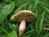 Boletus chrysenteron image