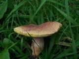 Boletus chrysenteron image