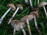 Marasmius oreades image
