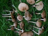 Marasmius oreades image