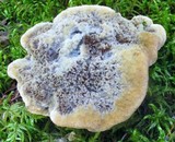 Hydnellum cristatum image