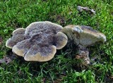Hydnellum cristatum image