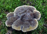 Hydnellum cristatum image