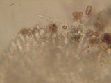 Stropharia hornemannii image