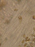 Stropharia hornemannii image