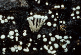 Phleogena faginea image