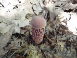 Aureoboletus russellii image