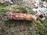 Aureoboletus russellii image