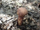 Aureoboletus russellii image