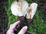 Tapinella atrotomentosa image